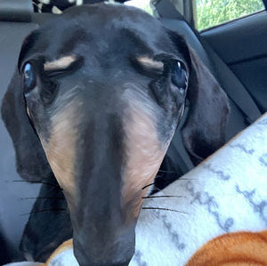 Meet your Posher, Andi